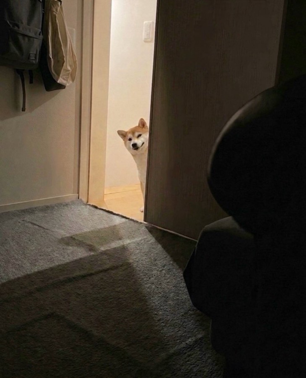 Momo propaganda — knock knock. doge.